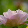 淡いピンクの薔薇