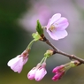 桜サク