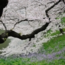 the Chidorigafuchi Moat