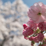 八重桜の嫉妬