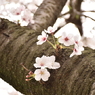 幹桜