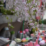 桜の下で