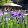 菖蒲
