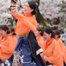 さくらよさこい２