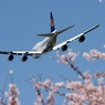 ☆☆　じゃんぼ・青空・ 花見して来ました　☆☆　