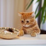 食べ物ある？