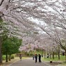 おゆみ野さくら公園