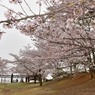 おゆみ野さくら公園