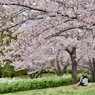 おゆみ野さくら公園