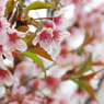 啓翁桜（ケイオウザクラ）