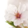 桜 2015