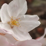 桜 2015