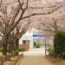 桜 2015