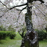 桜の吸入口