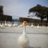 ガチョウが寄ってきた