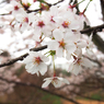 雨中の桜