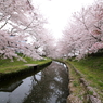 吹上元荒川の桜並木