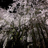 夜桜