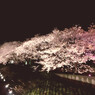 夜桜