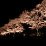 夜桜