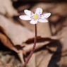 薄桃色の雪割草-4