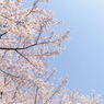 sakura01-2015