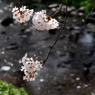 川辺の桜