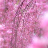 Weeping cherry