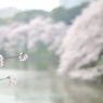 the Chidorigafuchi Moat