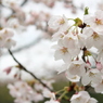 雨桜