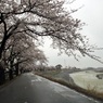 花冷え