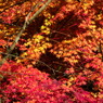 鰐淵寺　紅葉3