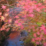 鰐淵寺　紅葉4