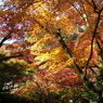 鰐淵寺　紅葉7