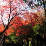 鰐淵寺　紅葉10