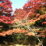鰐淵寺　紅葉11