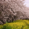 桜と菜の花コラボ