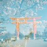 春の京都へおこしやす