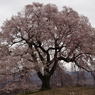 サクラ　桜　さくら－Ⅰ