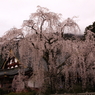 サクラ　桜　さくら－Ⅲ