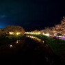 夜桜5