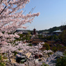 宮島の春2