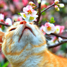よい香りだな