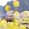 春うらら