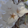 벚꽃 : 桜