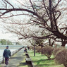 公園の桜