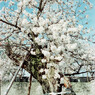 桜をフィルムで