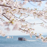 「2015 SAKURA」