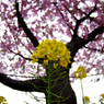 菜の花と桜