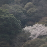 箕面の桜６